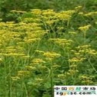 统黄花败酱草 产地安徽省六安市金安区 库存3吨 可售