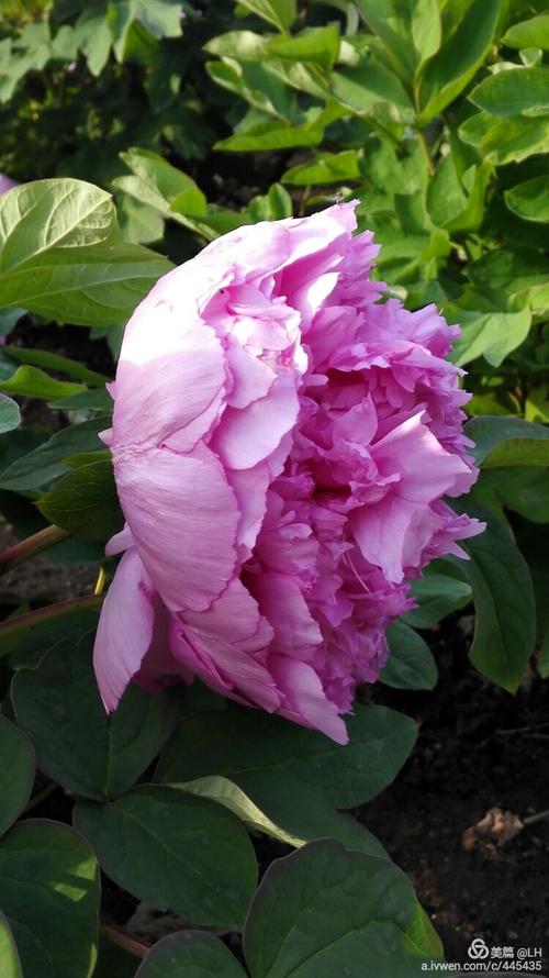 惟有牡丹真国色, 花开时节动京城.