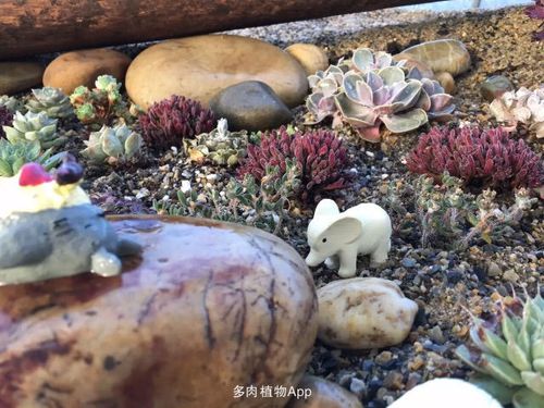 造景用的鹅卵石是我自己去扛回来的 是不是很腻害
