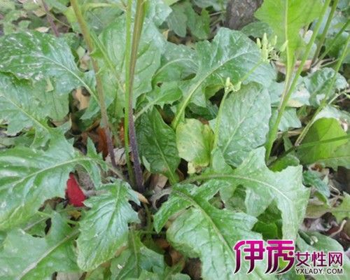 【图】品析野芥菜图片 揭秘其5大药用功效