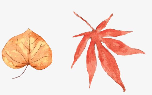 关键词 : 水彩,矢量,红色,枫叶,树叶