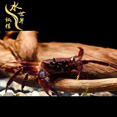 [诚信水世界] 特价进口印尼吸雪鬼紫恶魔蟹热带观赏深水蟹鱼缸宠物