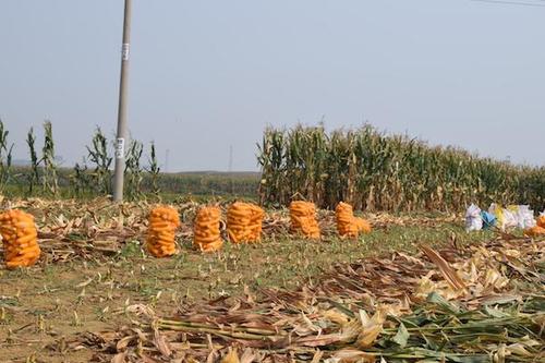 农村大娘坚持人工收玉米,只为要这两亩地的秸秆