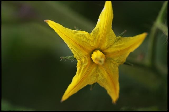 温室里的番茄花[旅游摄手团2-2]