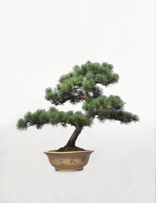 7192 余仁芳 云飘如意松树盆景