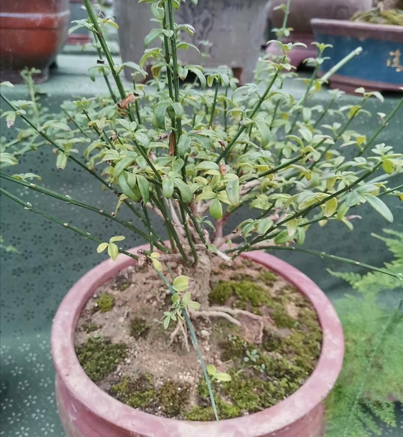 养迎春花盆景,10月补上"1种肥",花芽长得多