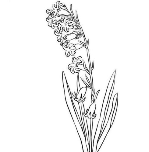 风信子简笔画图片_风信子儿童绘画作品图集