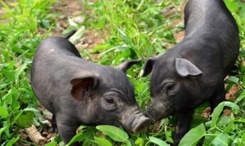冬季养殖汉江黑猪,如何快速生长?