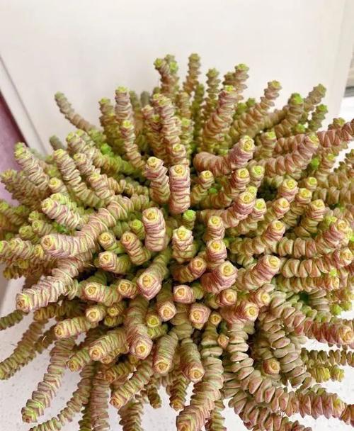 多肉钱串不好养叶子都枯萎了成了光杆司令杀菌不可少