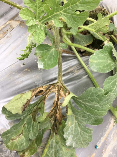 西瓜病害高清图谱之西瓜疫病