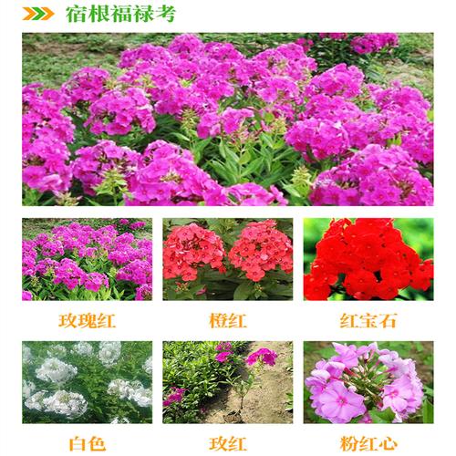 好苗开售预定宿根福禄考杯苗白红心福禄考花坛花境花卉