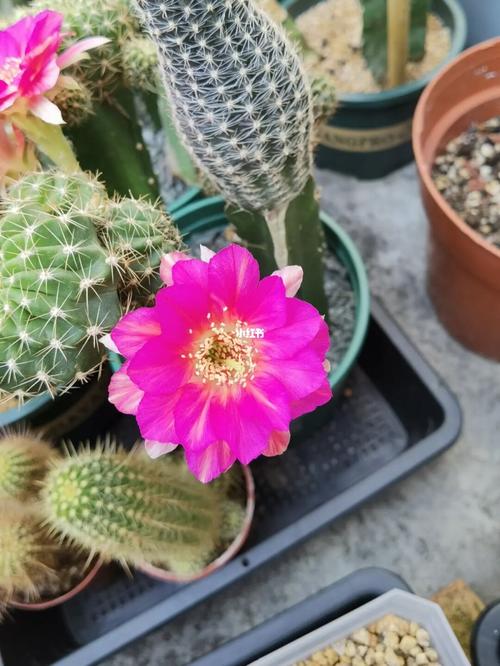 丽花仙人球开花图走一波_仙人掌_从化区攻略_仙人球开花_家居家装