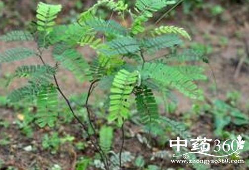 鸡骨草的功效与作用及禁忌