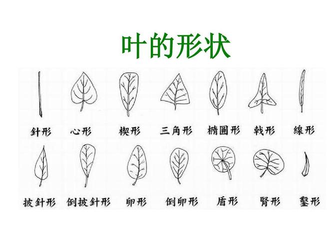 分类 小学教育 其它课程 教科版小学科学三年级上册第一单元《植物的