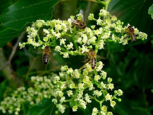 【6约科技】枳椇