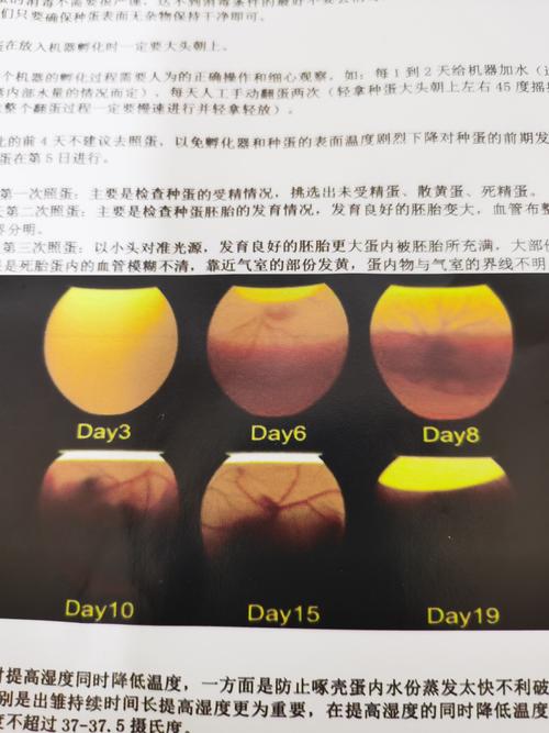 这是孵化器厂家提供的照蛋标准图,以便对照.