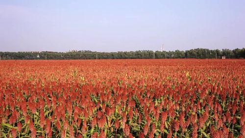 火红的高粱地全景_1920x1080_高清视频素材下载(编号:922560)_实拍