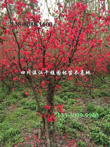 贴梗海棠 铁足海棠 木瓜海棠 四川成都苗木