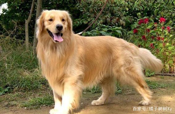 狗走路外八字不要嘲笑他们他们很不舒服