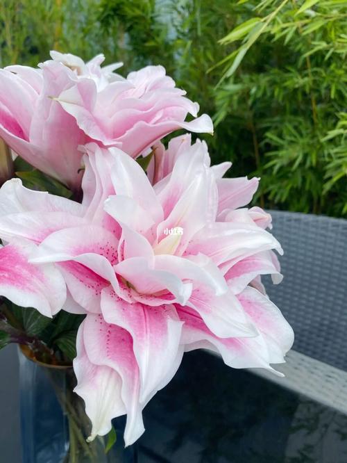 重瓣百合·伊莎贝拉_百合_鲜花_办公室_小仙女_阳台_鲜花分享_家居