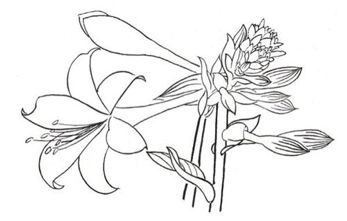 白描玉簪花的绘画步骤(2)
