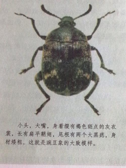 《昆虫记》-昆虫的习性:《豌豆象》