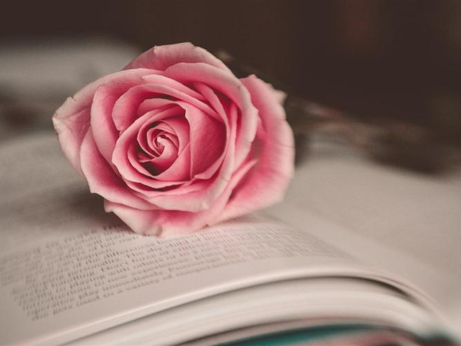 一朵粉红色的玫瑰和书 iphone 壁纸
