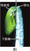 科研人员利用拟南芥来研究种子萌发后下胚轴的生长调控机制1植物生命
