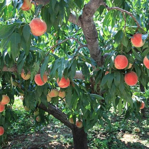 果树苗桃树苗嫁接苗桃树苗水蜜桃黄桃桃花树早熟油桃苗黄桃树苗当年