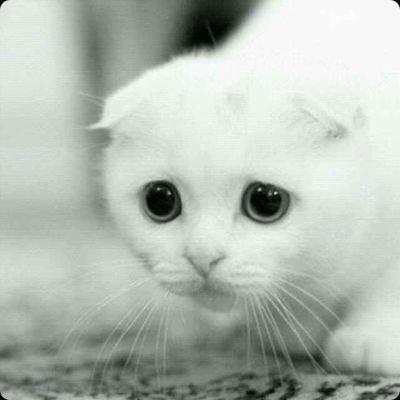 qq头像动物猫 qq头像动物 qq头像动物可爱鹿动漫 qq头像卡通颓废闪烁