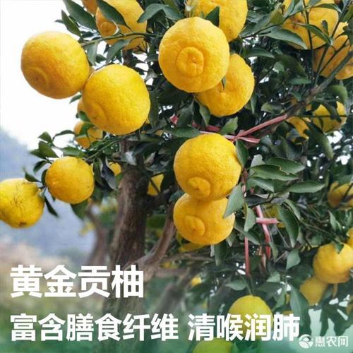 [黄金贡柚批发]【云苗库】黄金贡柚 容器苗价格35.8元/箱 - 惠农网