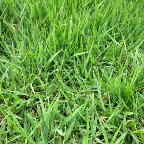 狗牙根和马尼拉如何区分