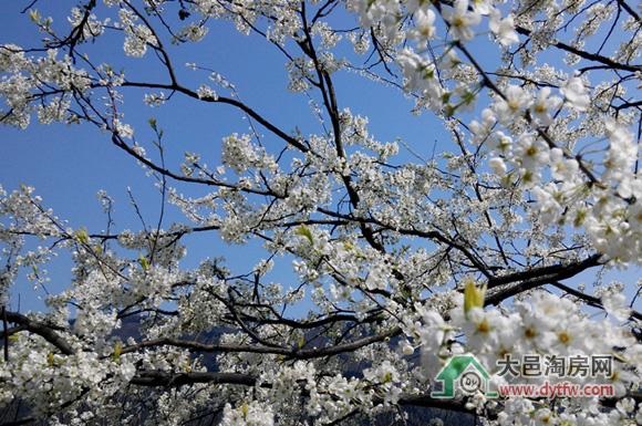 大邑县雾山乡大坪山出行指南及3月李花图片集锦多图