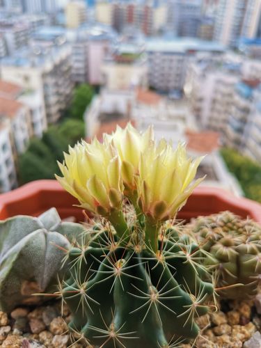 仙人球"龙王"开花