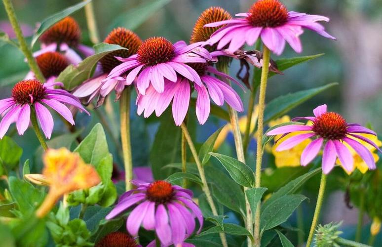 紫锥花的功效和作用