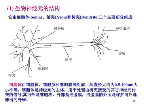 细胞核 神经末梢 突触 轴突 细胞体 树突 细胞体由细胞核,细胞质和