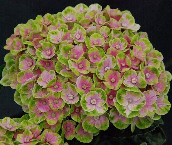 大花绣球:"魔幻珊瑚" magical coral 花色:花朵粉红色与绿色镶嵌