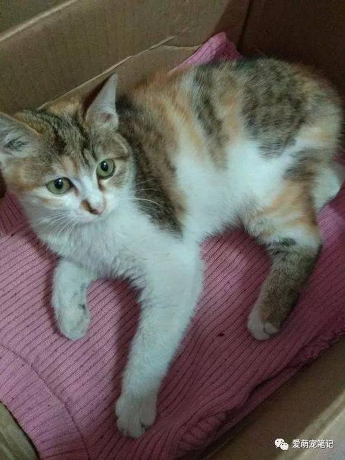女儿捡回来一只三花猫,两天后被认出是麒麟尾猫,女子快要美翻了