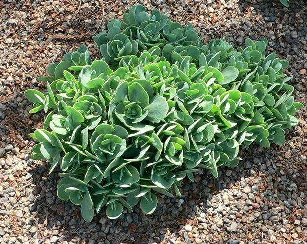 【城市物种日历】9月1日 八宝景天