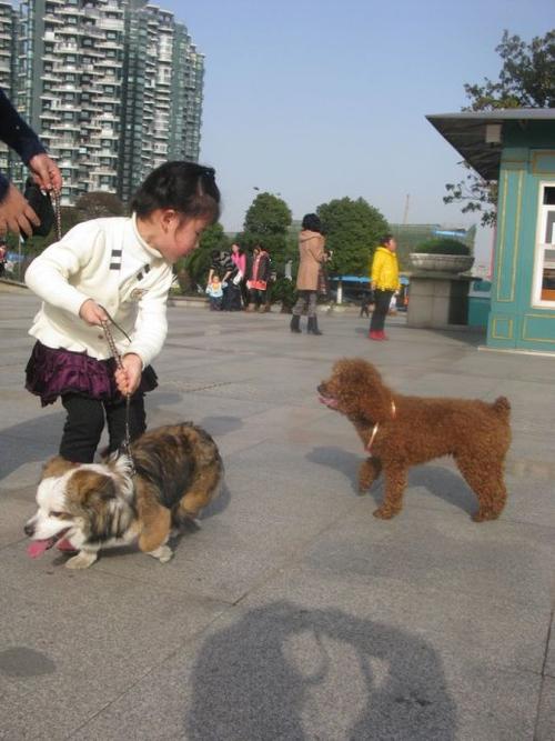 遛狗