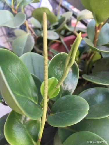 豆瓣绿养阳台上不断开花,花朵太丑被剪掉,还是适合养成观叶植物