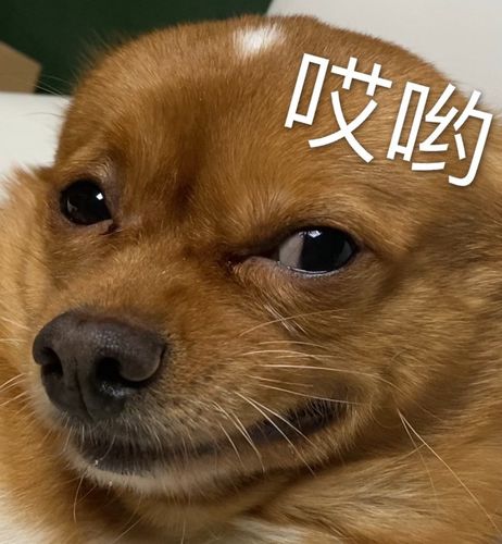 可爱狗狗表情包吖