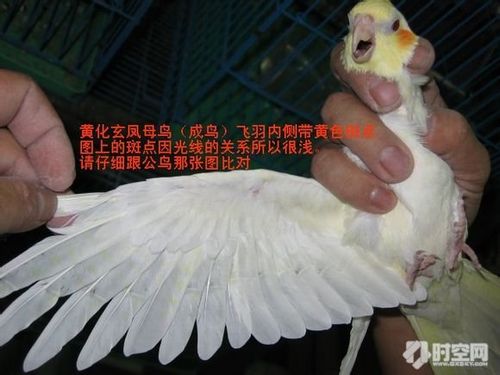 求问玄凤鹦鹉的年龄和性别,谢谢