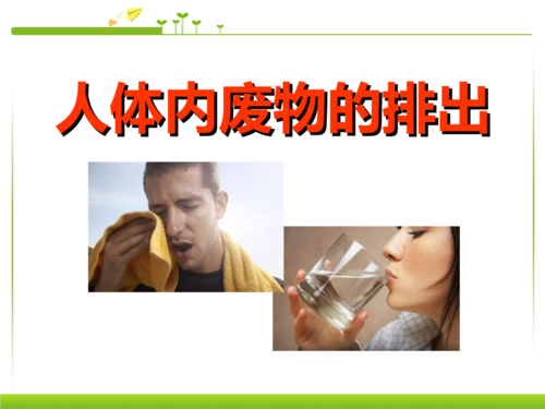 七年级生物下册人体内废物的排出优秀课件.ppt