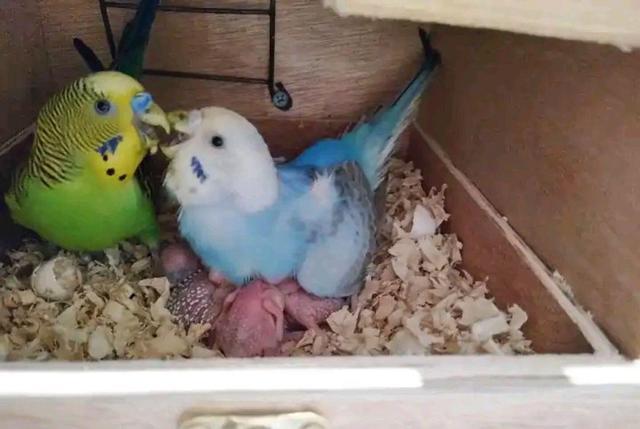 繁殖箱中的虎皮鹦鹉