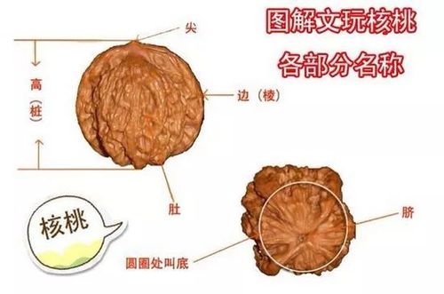 首先要了解文玩核桃各部位的名称,测量时要对边,肚,高分别测量,多个