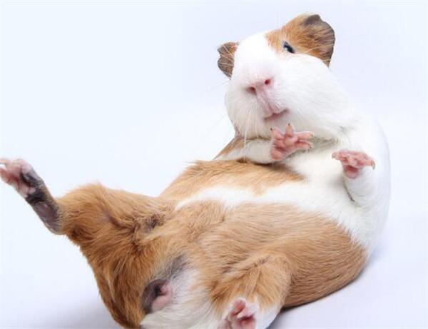 荷兰猪寿命是几年荷兰猪怎么养寿命长