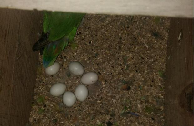 鹦鹉繁殖白蛋多?产蛋不孵化?原来是这么一回事