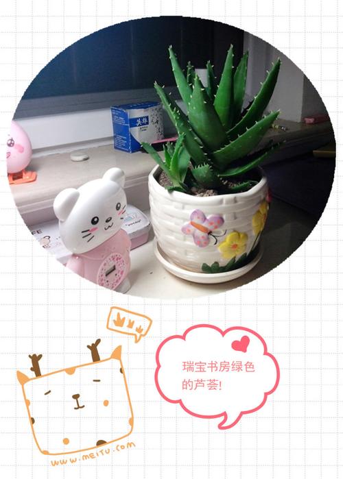 观察日记:绿色的芦荟