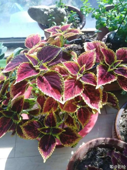 这花就是变色龙,秋天放外边冻一冻,红灿灿更美!